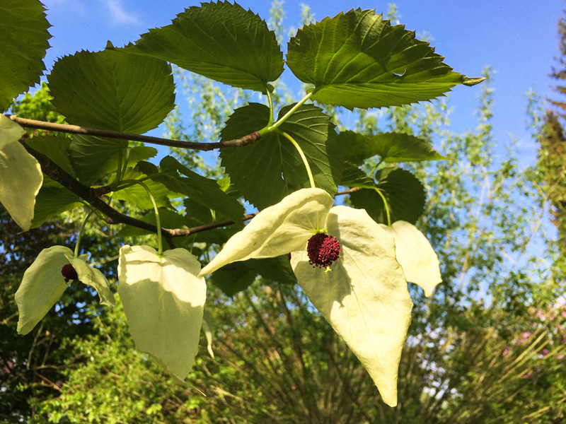 01 Taschentuchbaum800